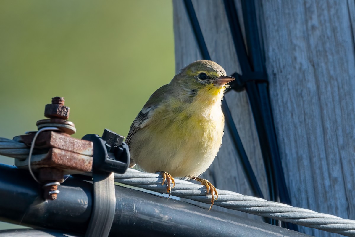 Pine Warbler - Cindy Kindle