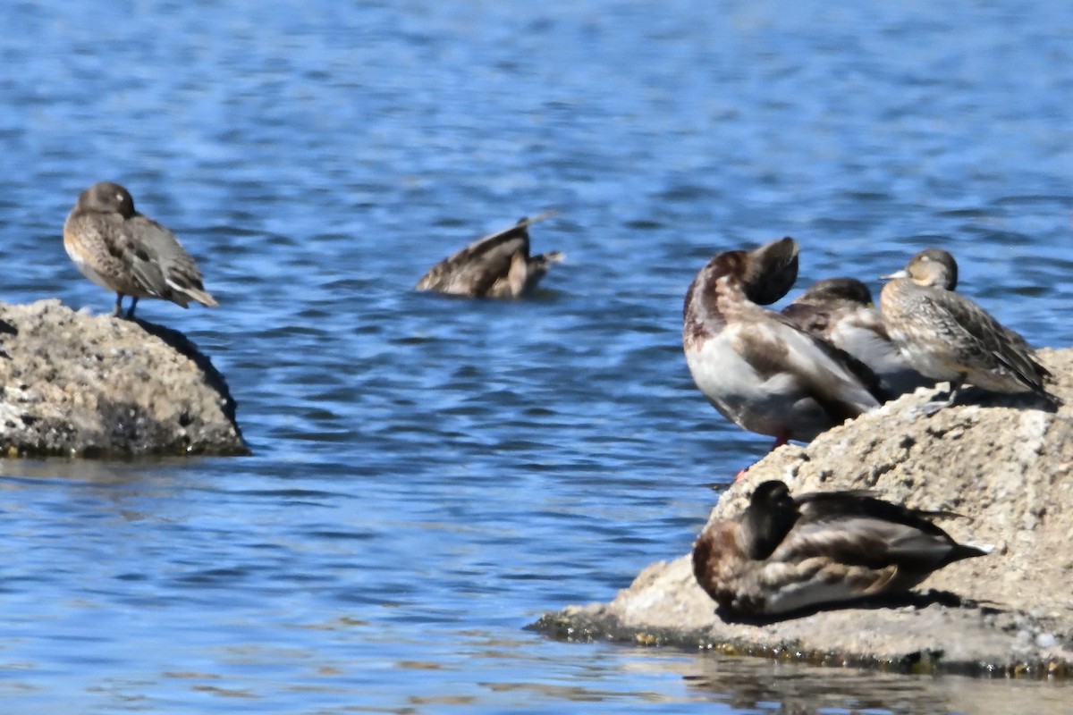 Ногоохон нугас - ML623563700