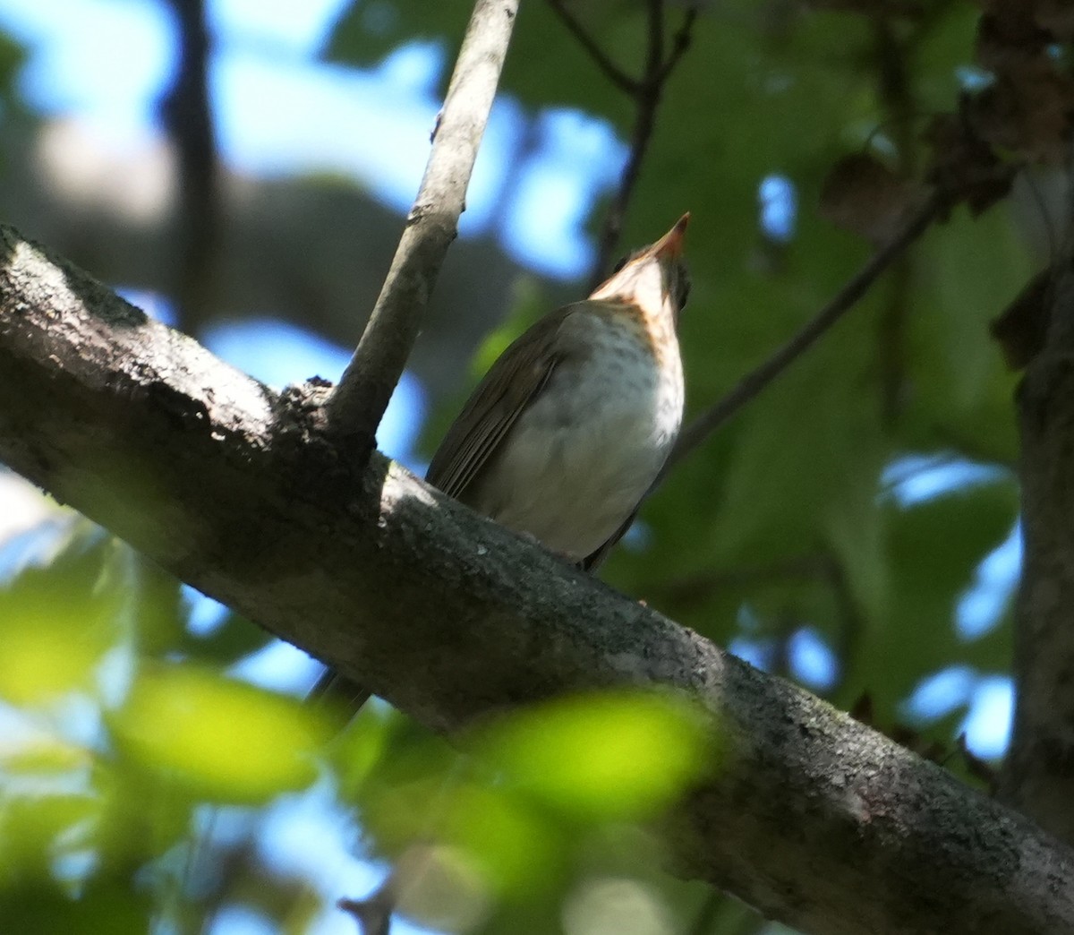 Veery - Melody Ragle