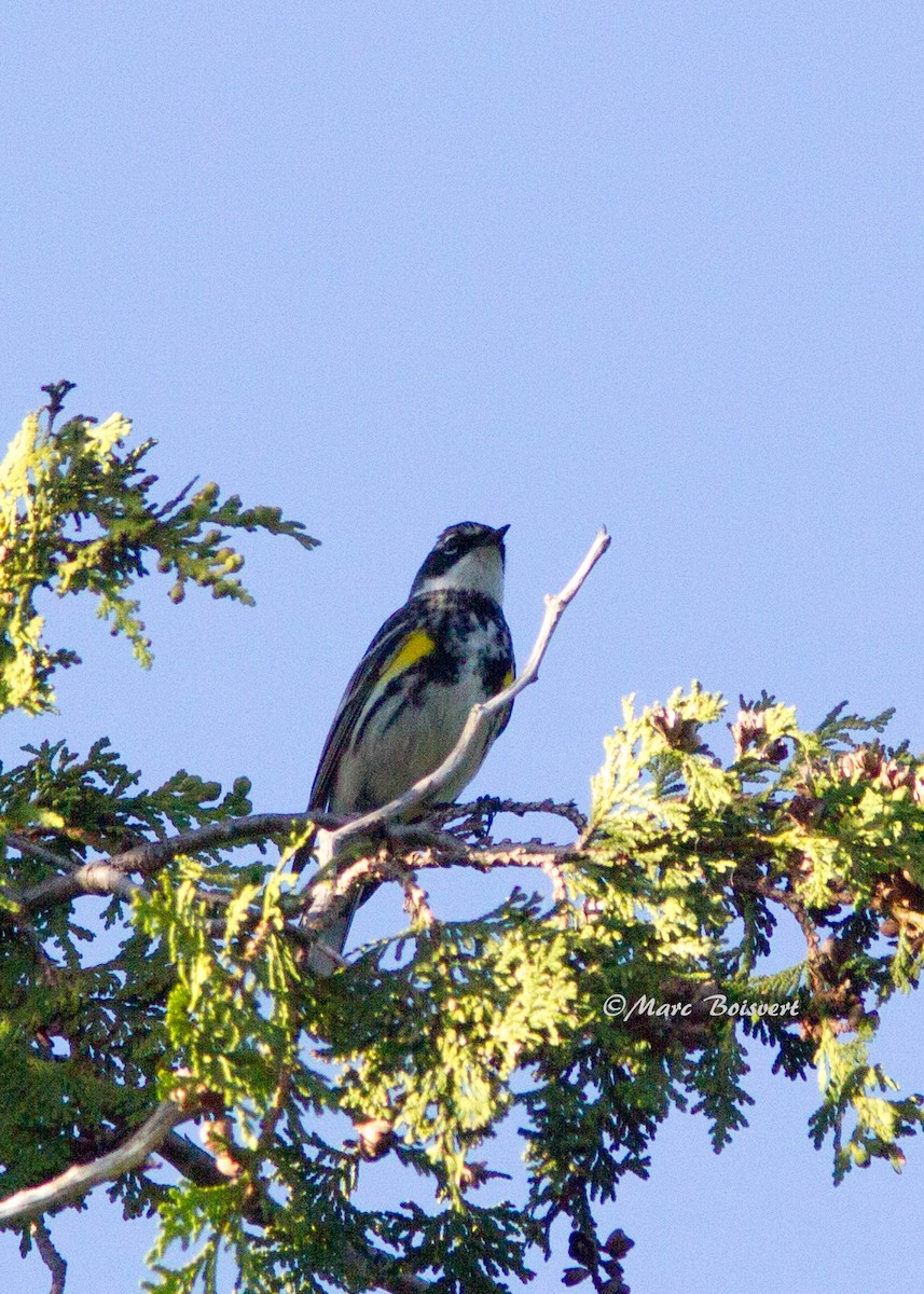 Yellow-rumped Warbler - ML62356381