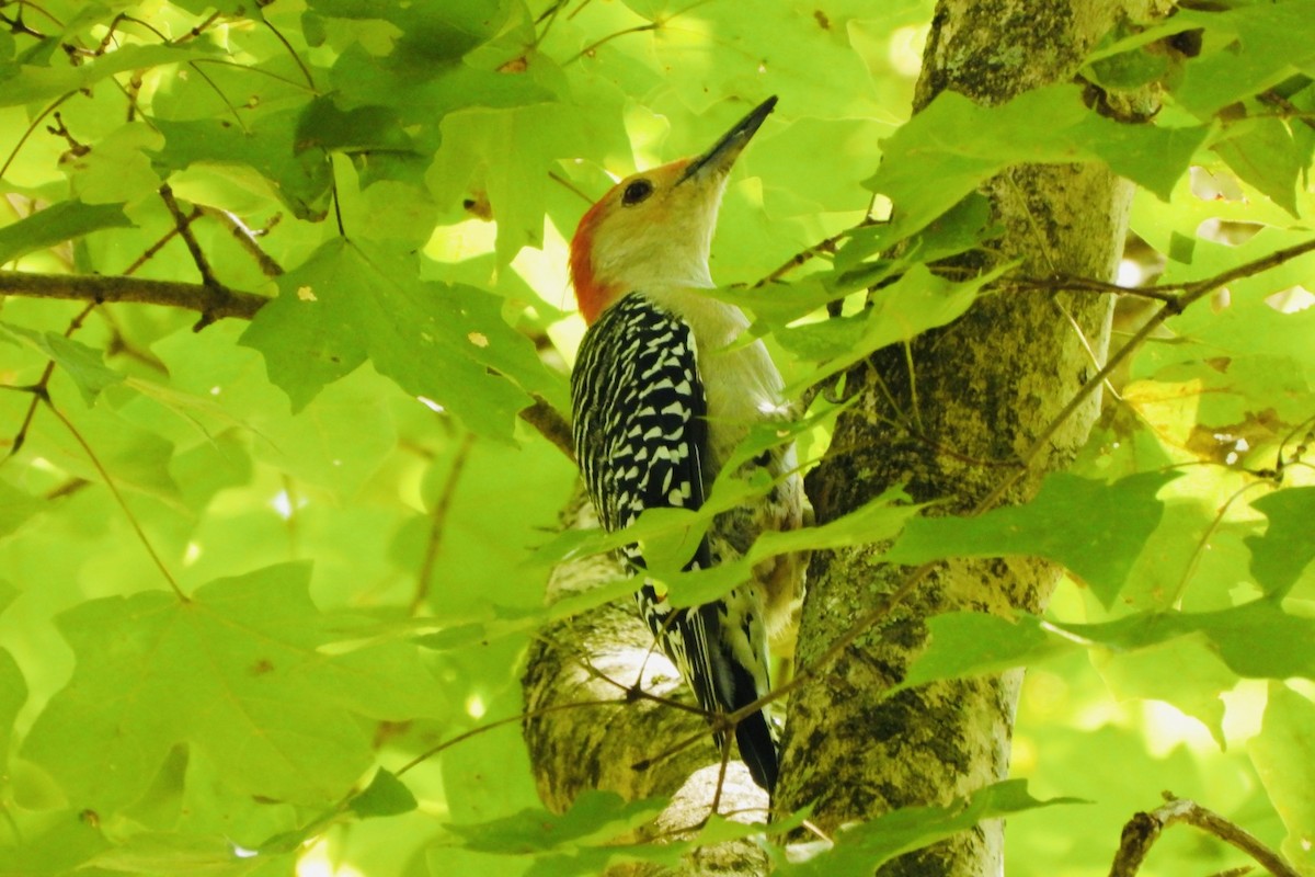 Red-bellied Woodpecker - ML623563842