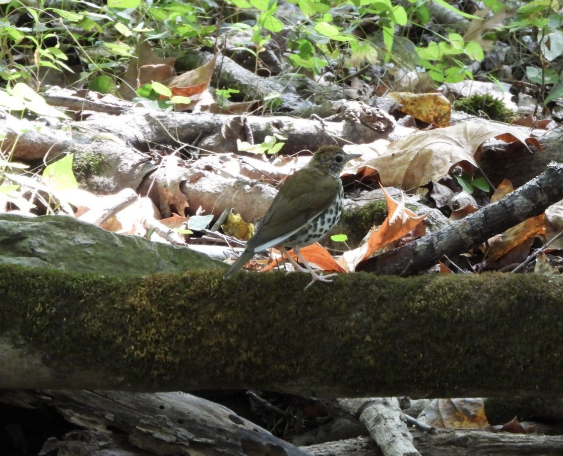 Wood Thrush - Anonymous ebirder