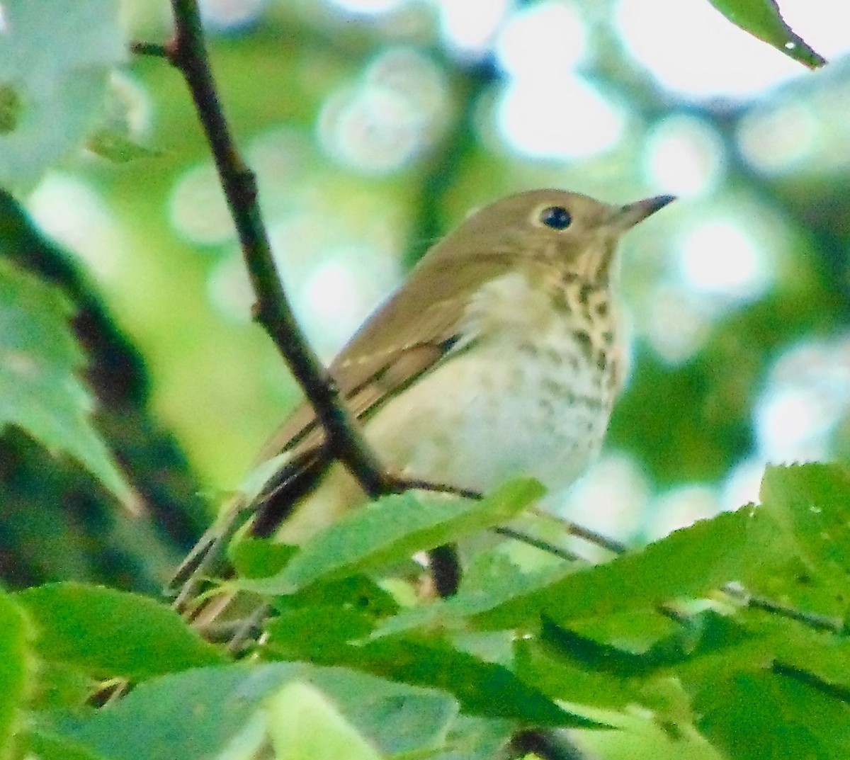 Swainson's Thrush - ML623563860