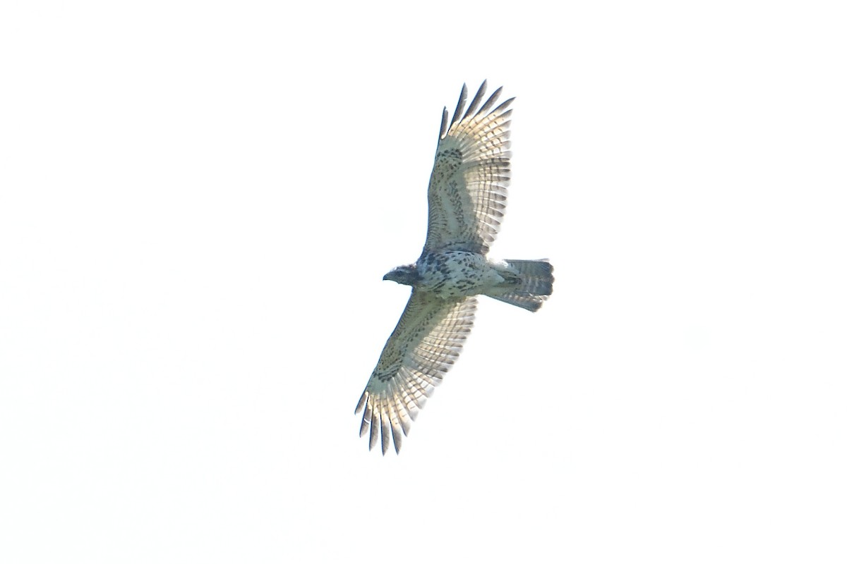 Red-shouldered Hawk - ML623564044