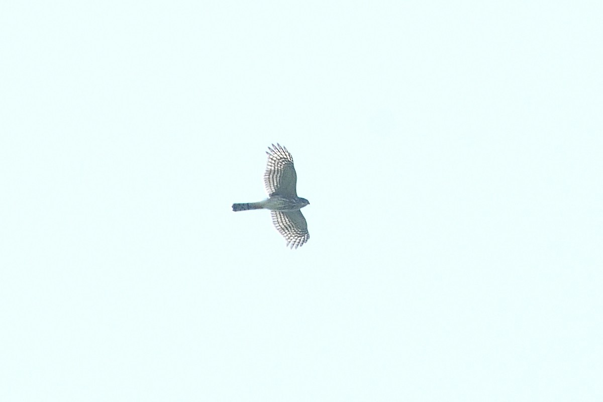 Sharp-shinned Hawk - ML623564045