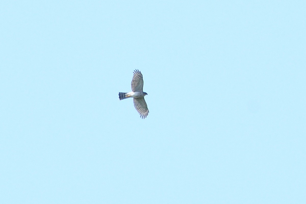 Sharp-shinned Hawk - ML623564046