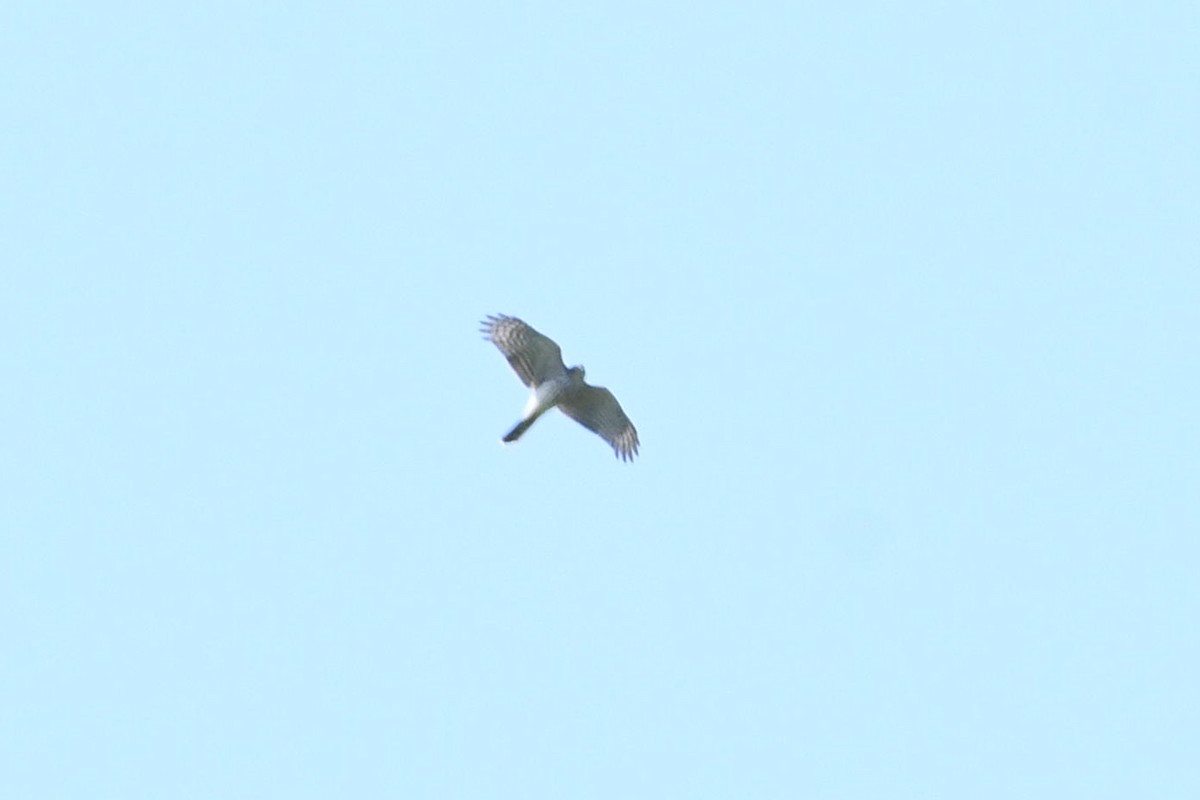 Sharp-shinned Hawk - ML623564047