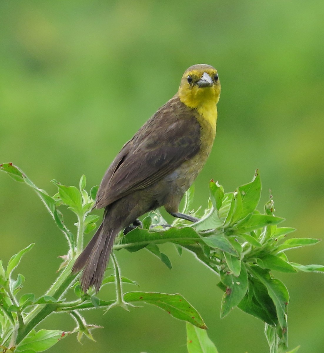 Yellow-hooded Blackbird - ML623564079