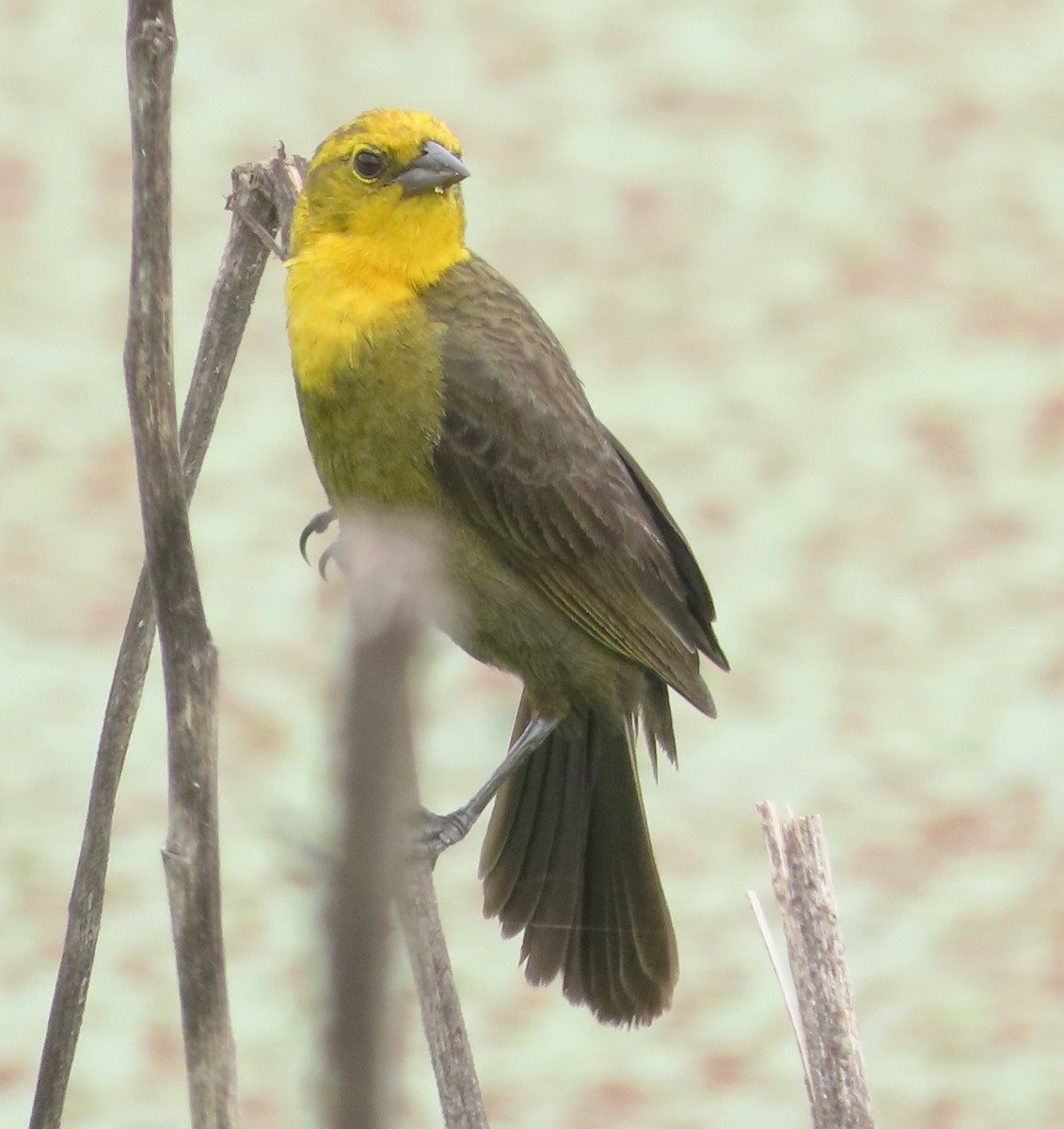 Yellow-hooded Blackbird - ML623564080