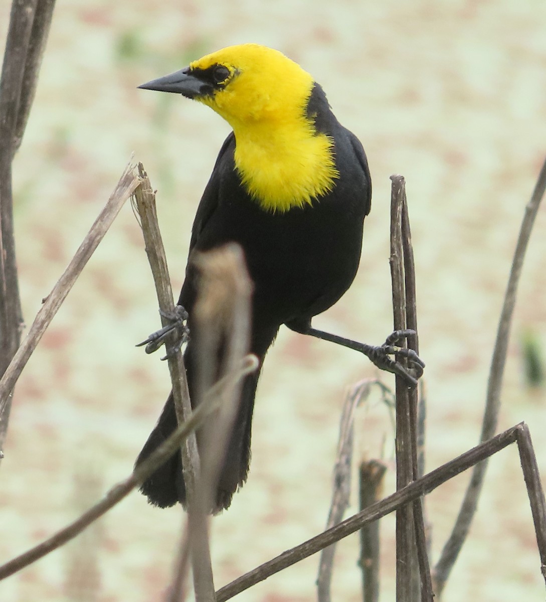 Yellow-hooded Blackbird - ML623564081