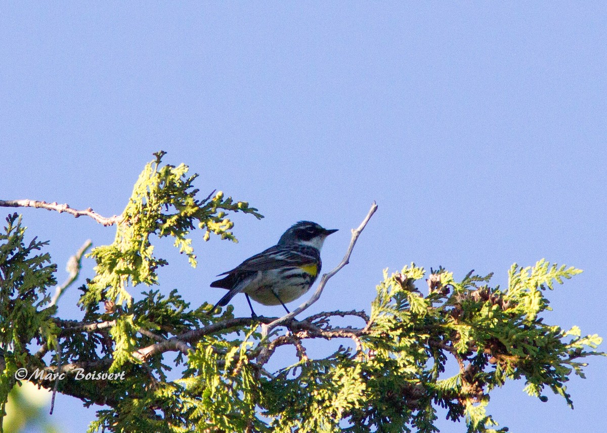 Yellow-rumped Warbler - ML62356411