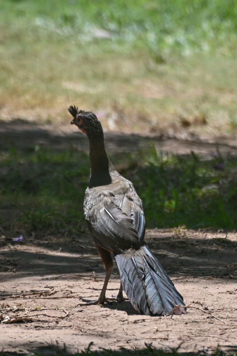 Ortalide à ventre marron - ML623564120