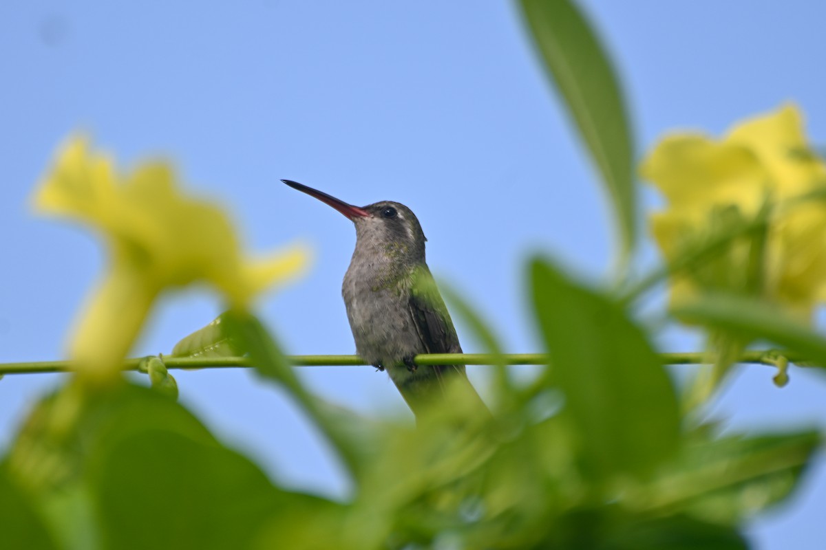 Colibri circé - ML623564152