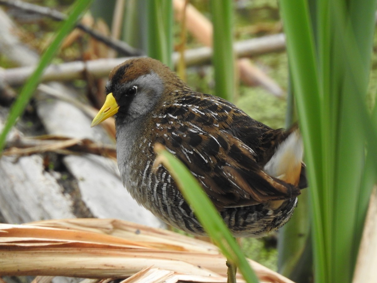 Sora uroilanda - ML623564167