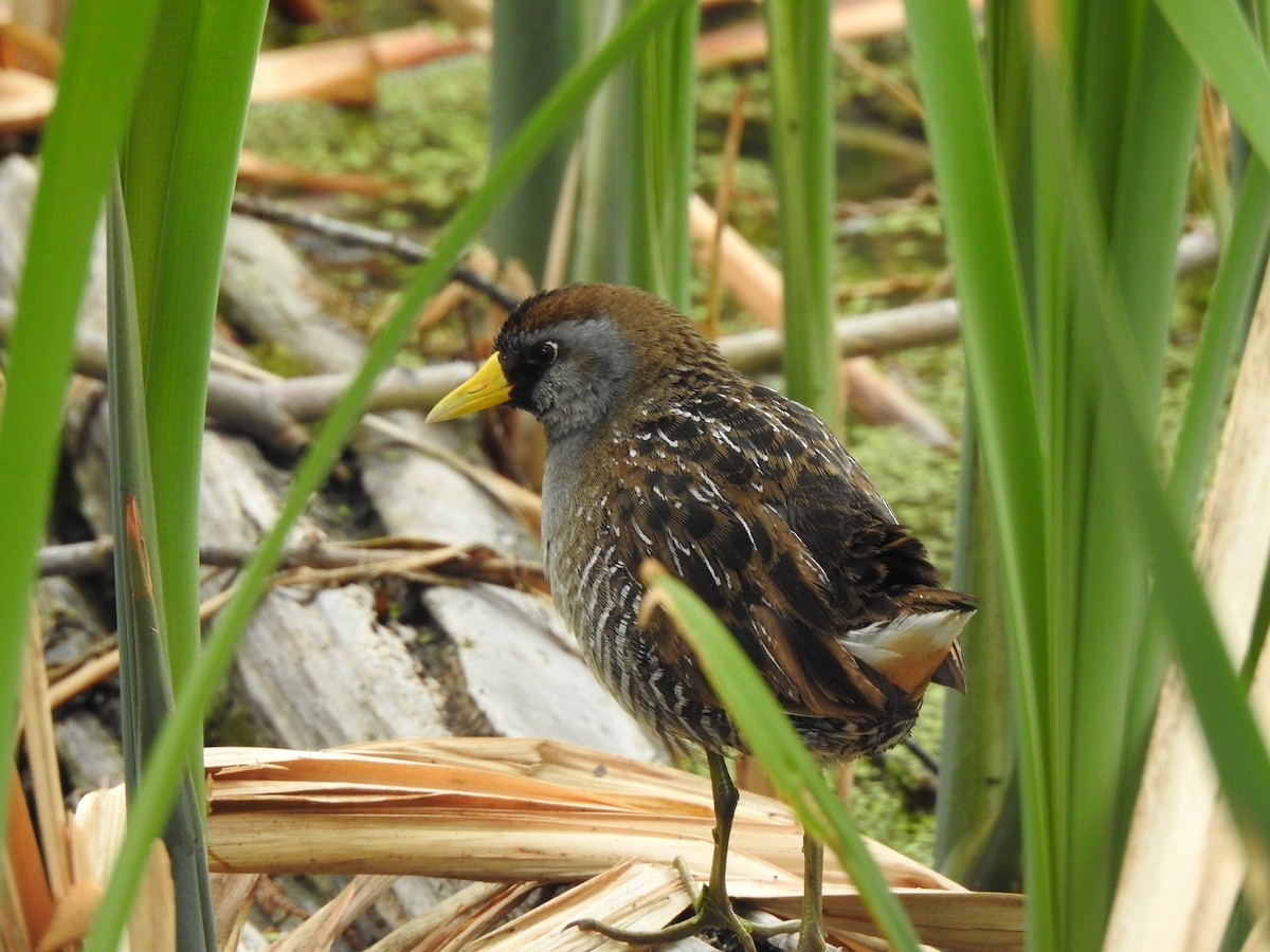 Sora uroilanda - ML623564176