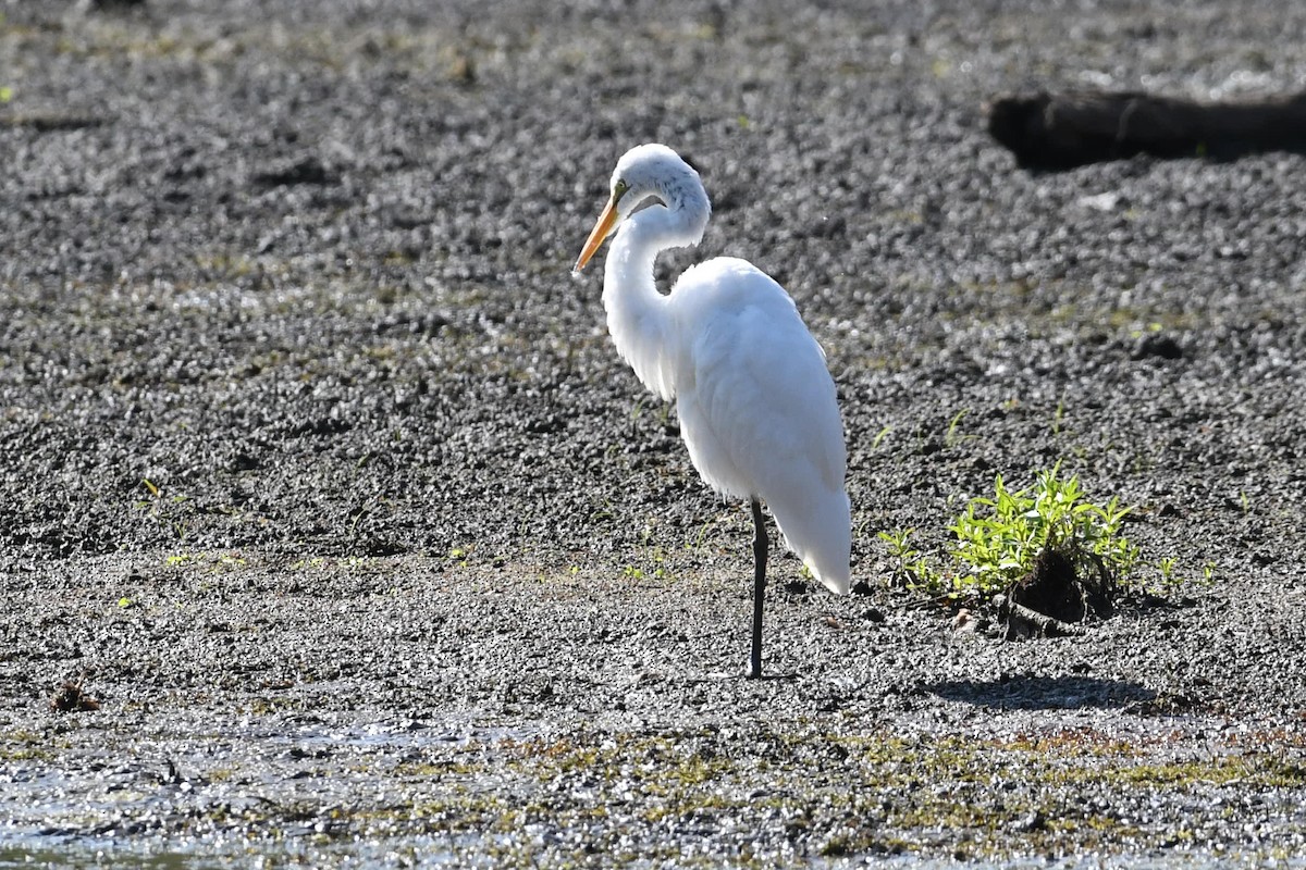 Great Egret - ML623564217