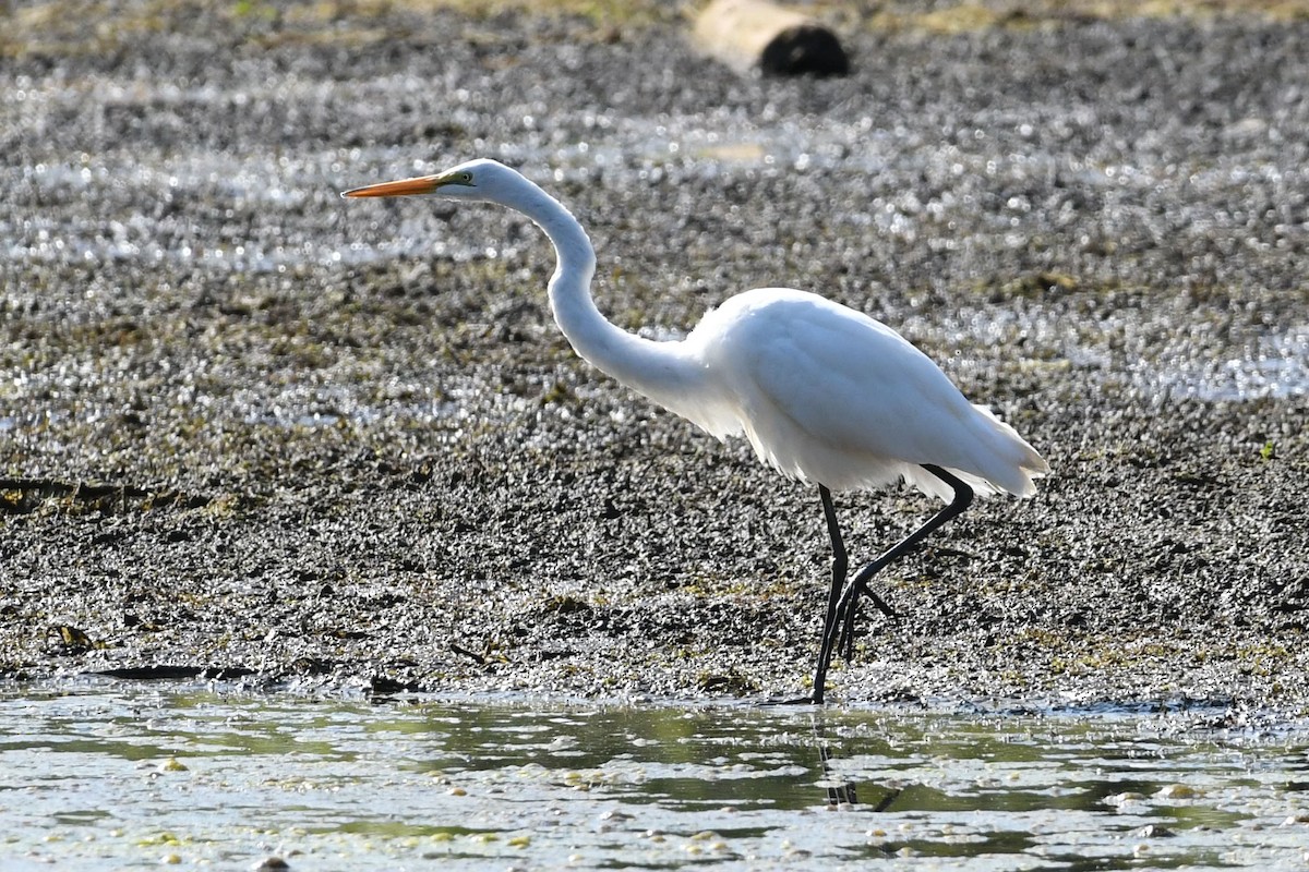 Great Egret - ML623564218