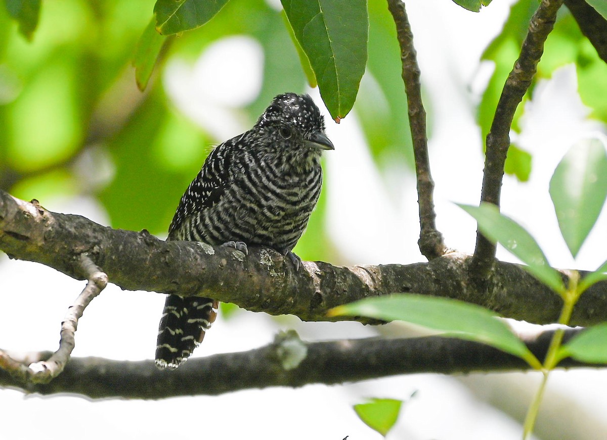 Bar-crested Antshrike - ML623564220