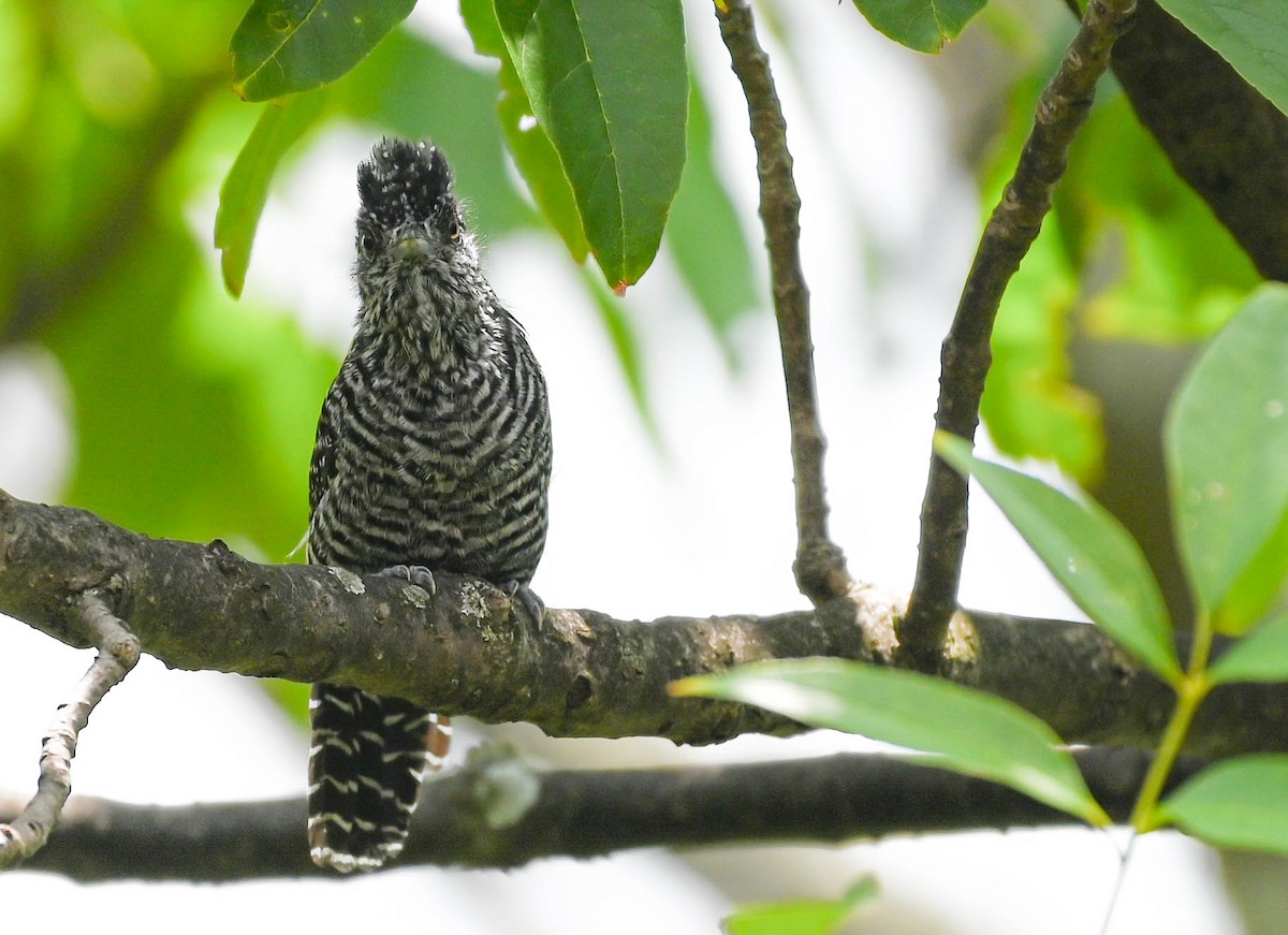 Bar-crested Antshrike - ML623564221