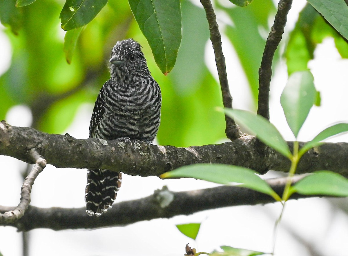 Bar-crested Antshrike - ML623564222