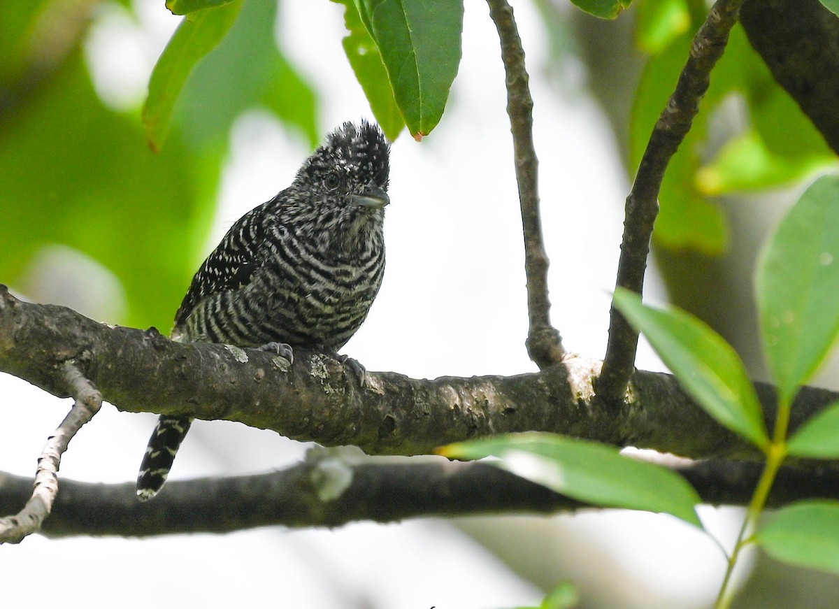 Bar-crested Antshrike - ML623564223