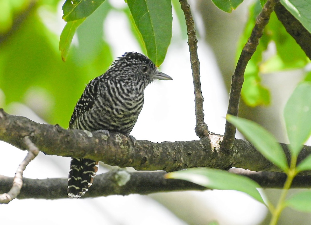 Bar-crested Antshrike - ML623564224