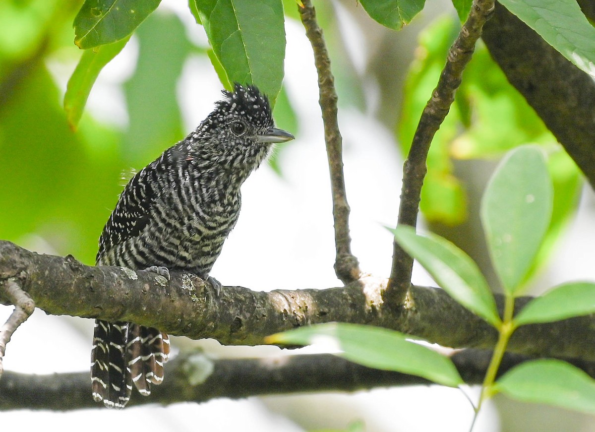 Bar-crested Antshrike - ML623564225