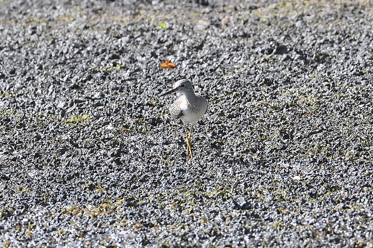 Lesser Yellowlegs - ML623564228