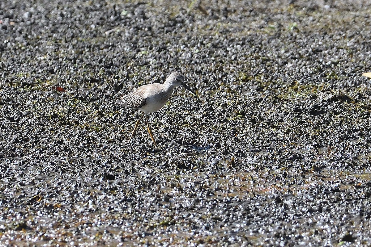 Lesser Yellowlegs - ML623564229