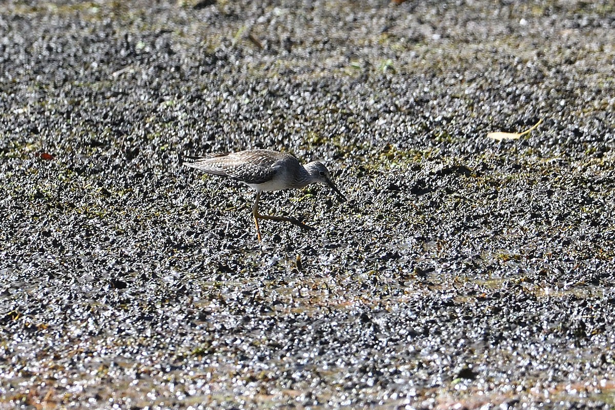 Lesser Yellowlegs - ML623564230