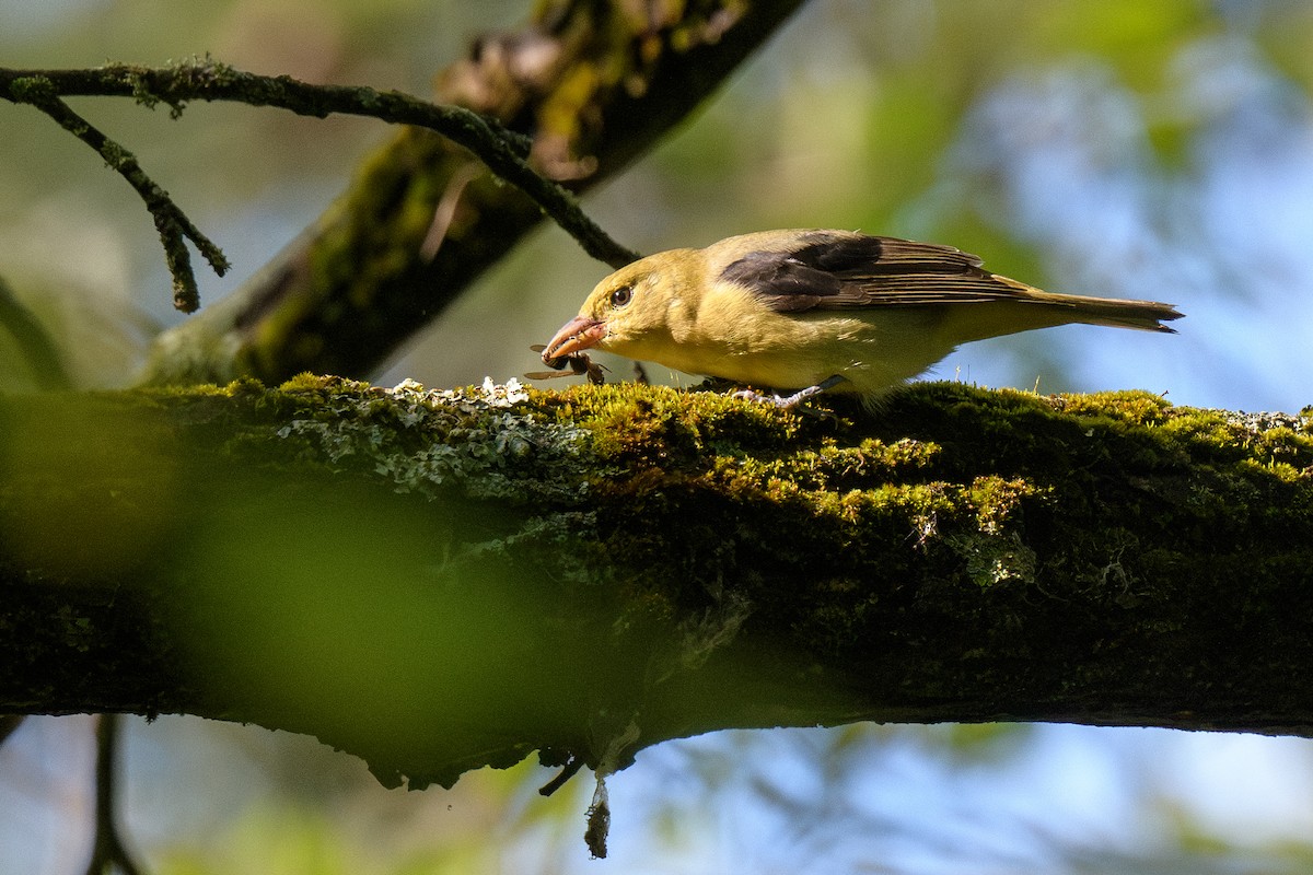 Scarlet Tanager - Ian Campbell