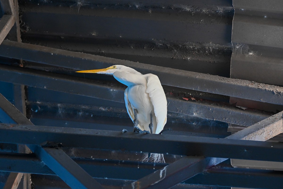 Great Egret - Valeria Hernández Campos