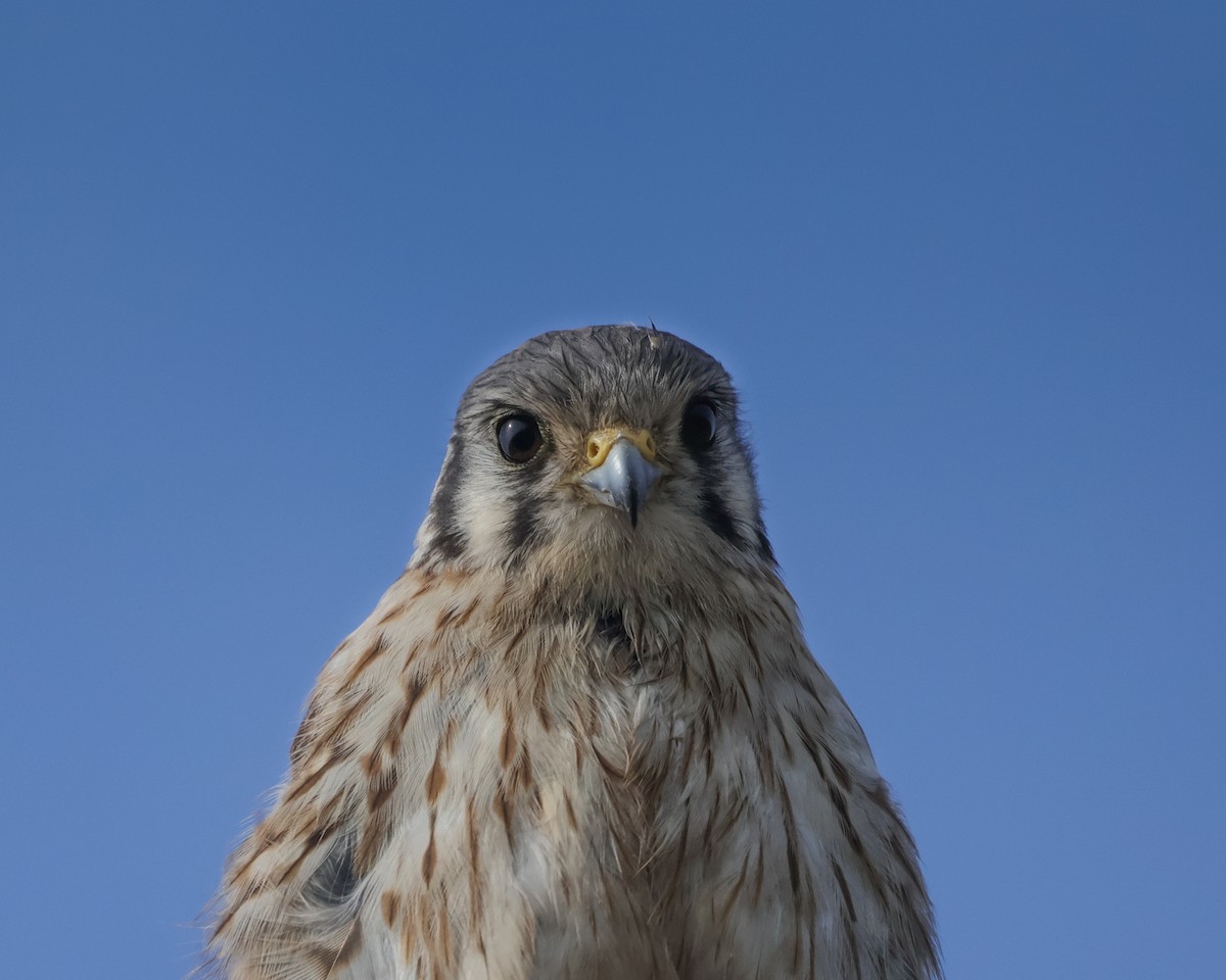 American Kestrel - ML623564267