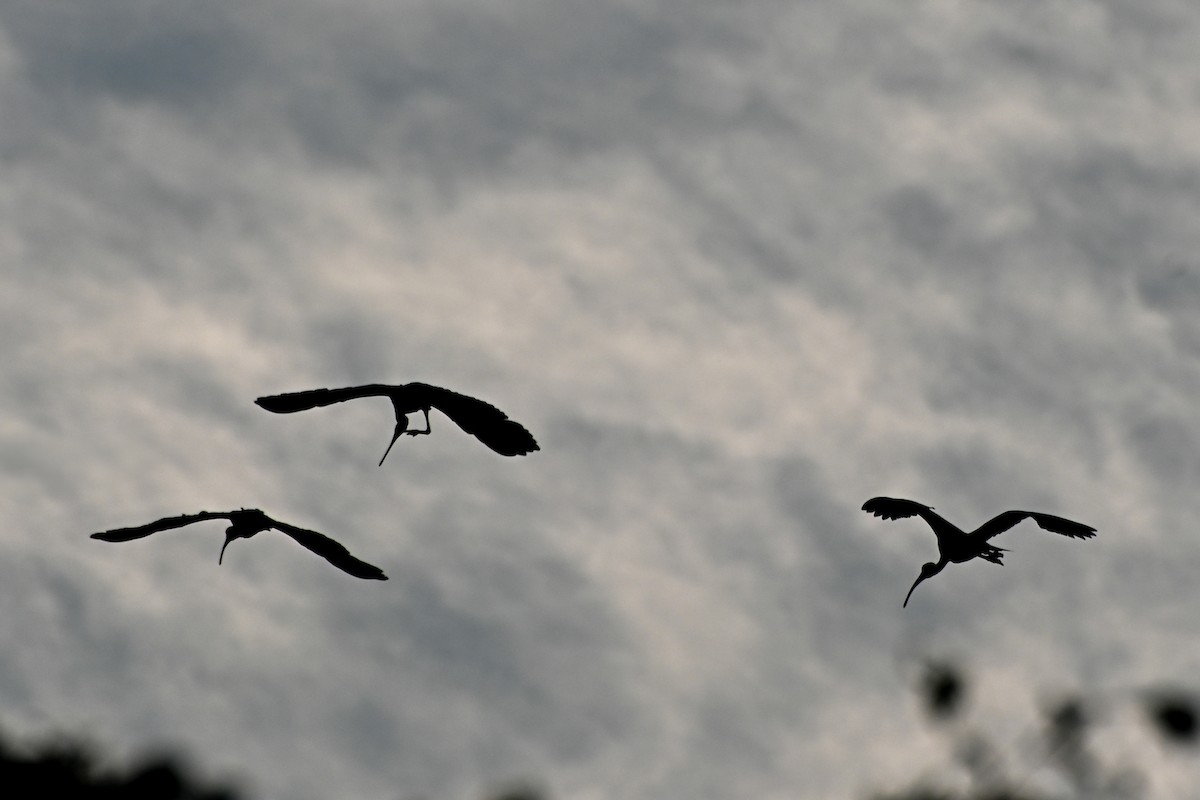 White Ibis - ML623564276