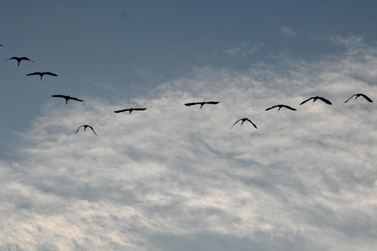 White Ibis - ML623564277