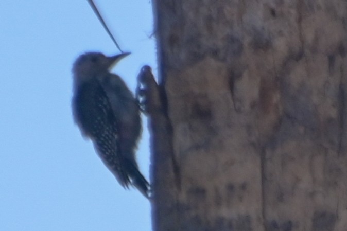 Gila Woodpecker - ML623564293