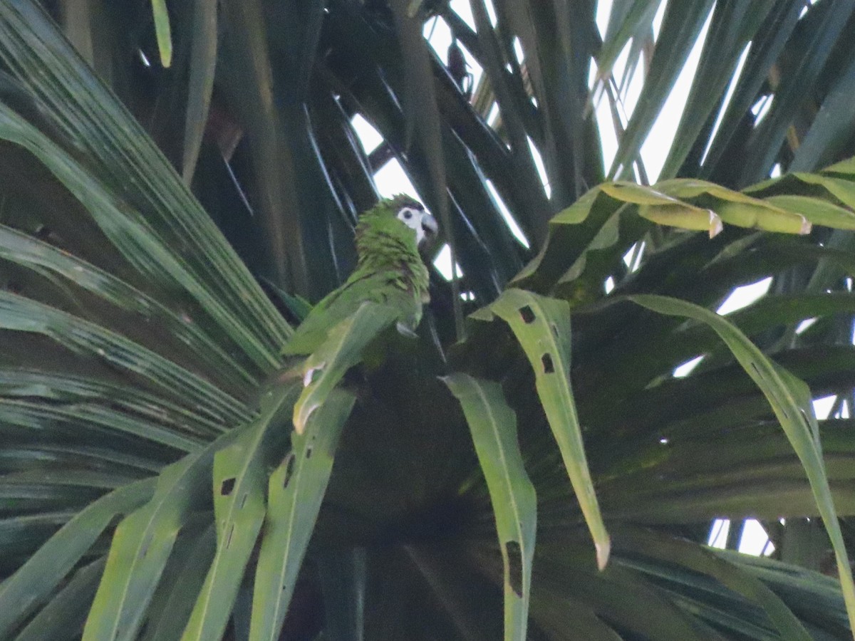 Red-shouldered Macaw - Hugo Foxonet