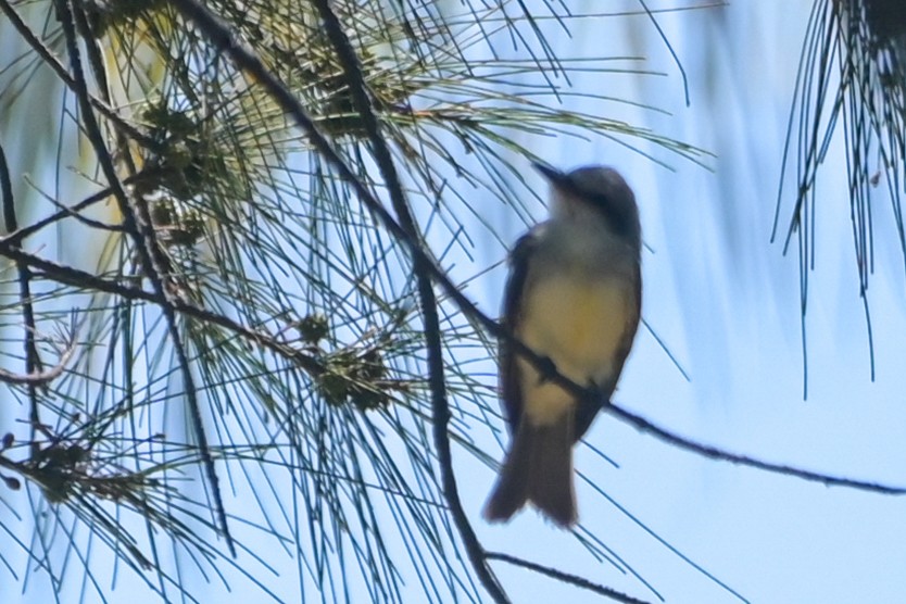 Tropical Kingbird - ML623564323