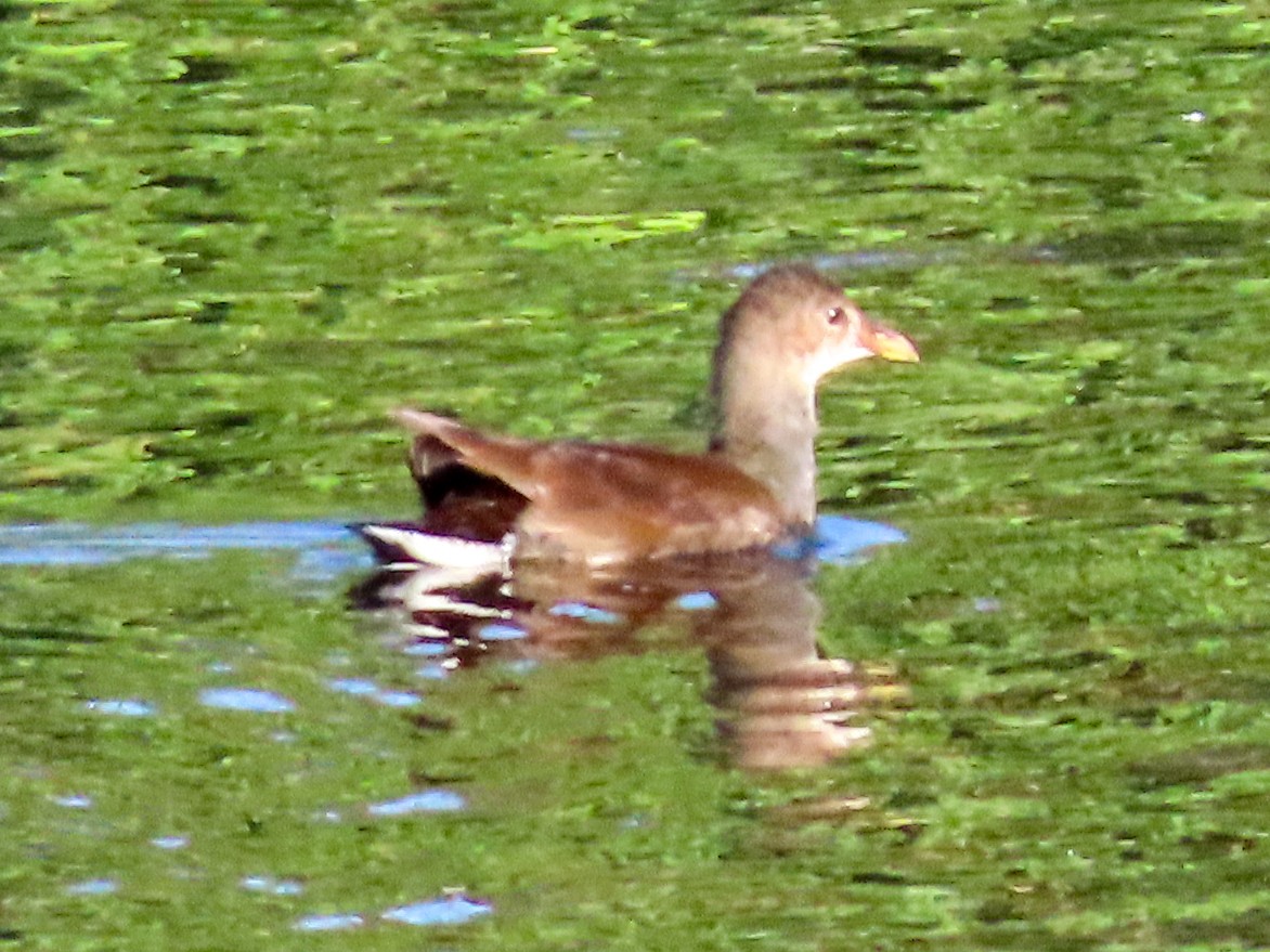 Common Gallinule - ML623564325