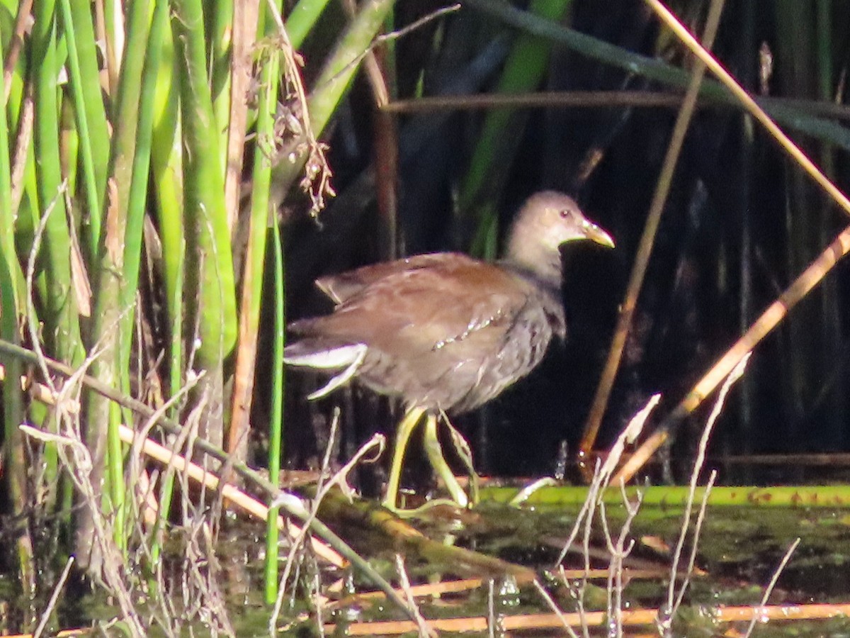 Common Gallinule - ML623564329