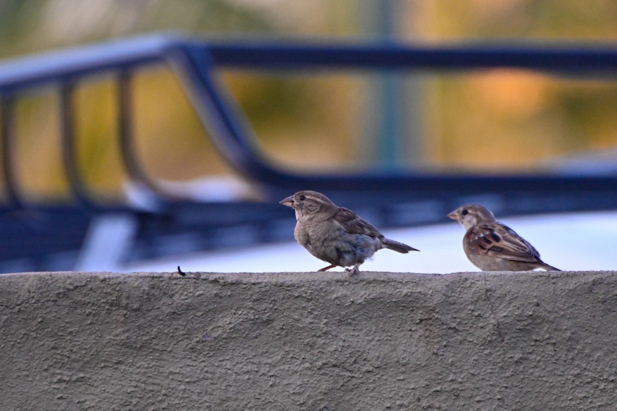 Moineau domestique - ML623564344