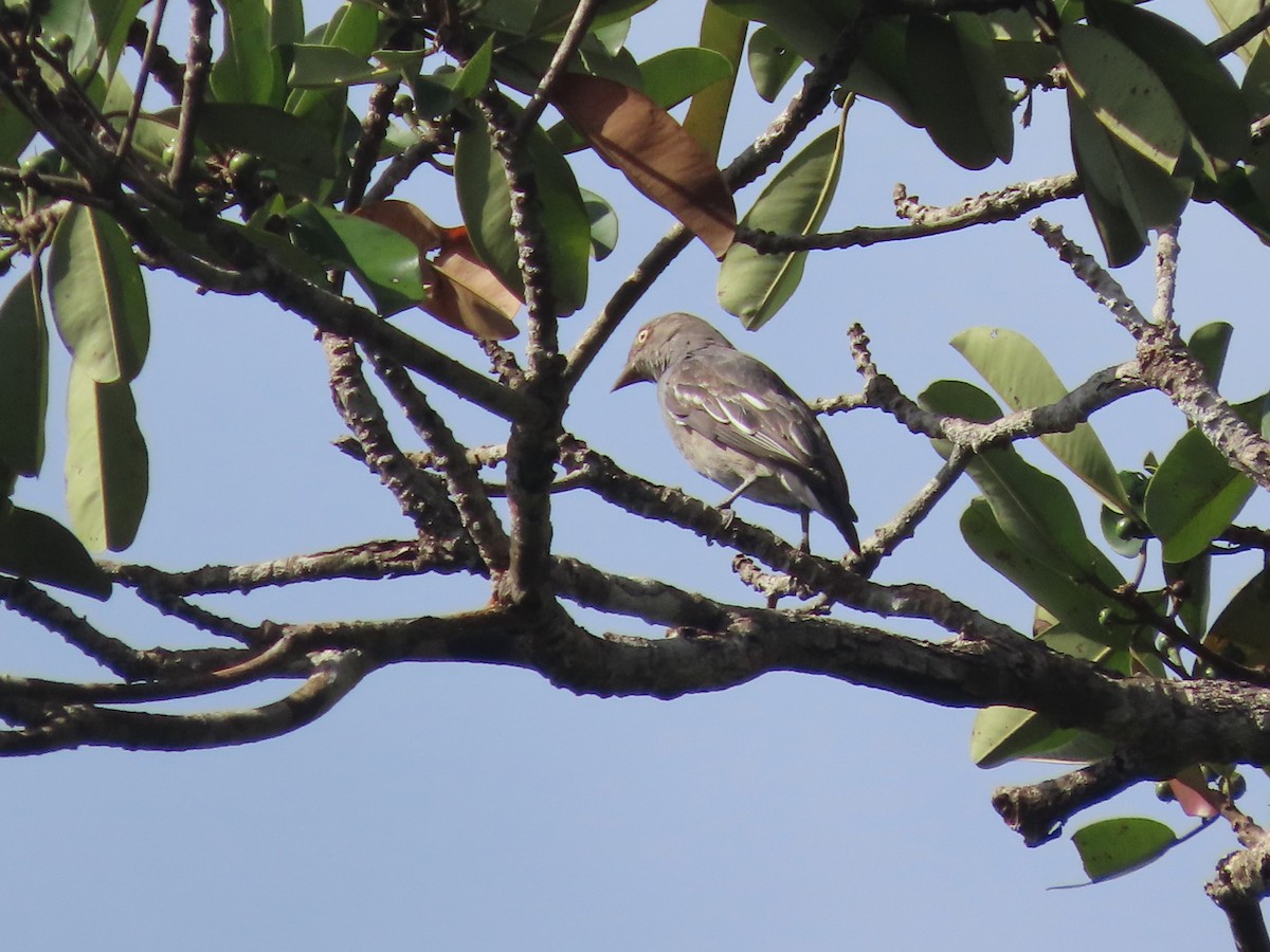 Pompadour Cotinga - Hugo Foxonet