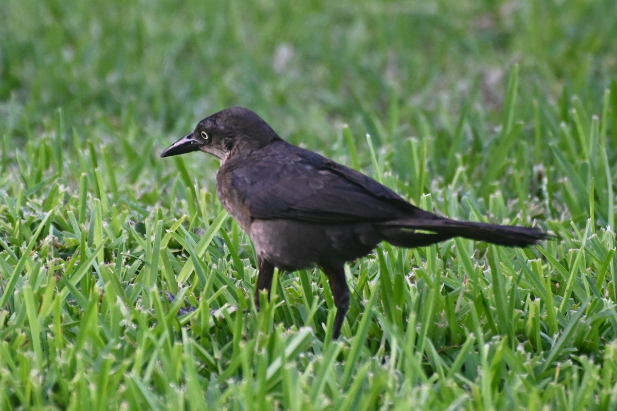 Great-tailed Grackle - ML623564381