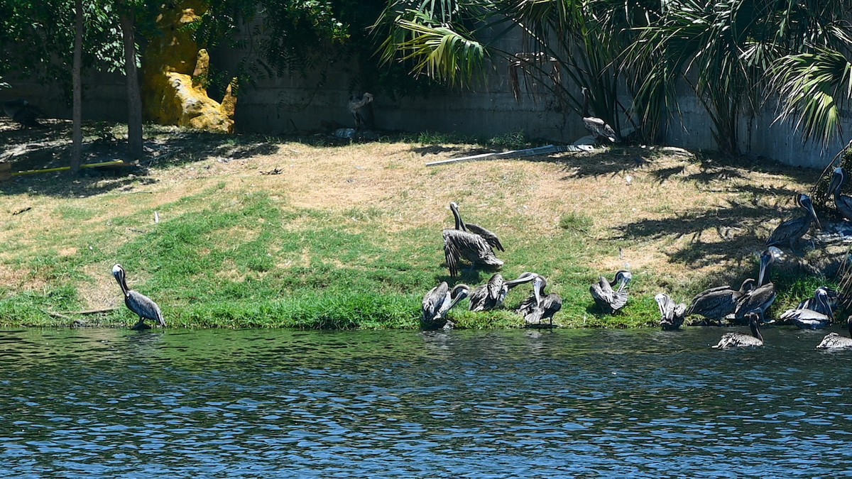 Brown Pelican - ML623564388