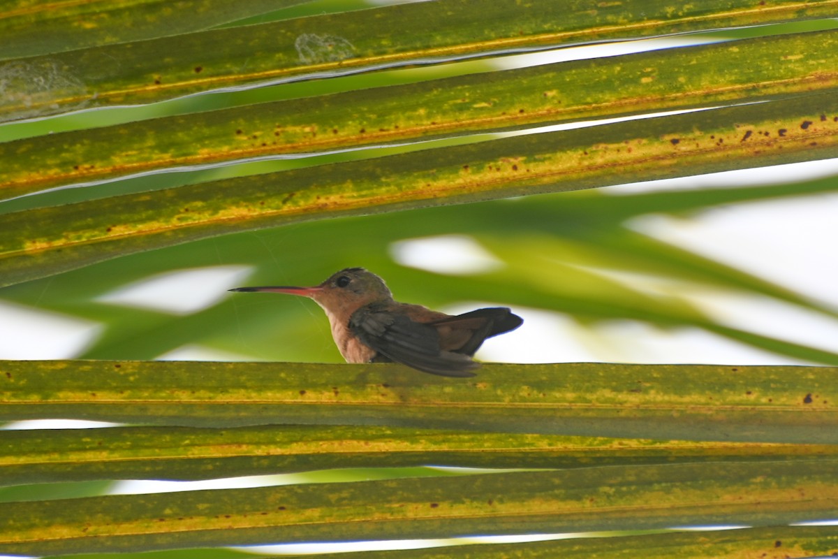 Cinnamon Hummingbird - ML623564400