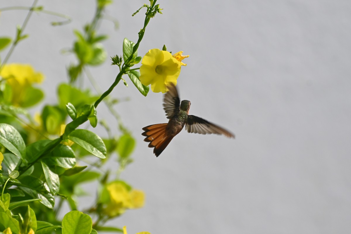 Cinnamon Hummingbird - ML623564401