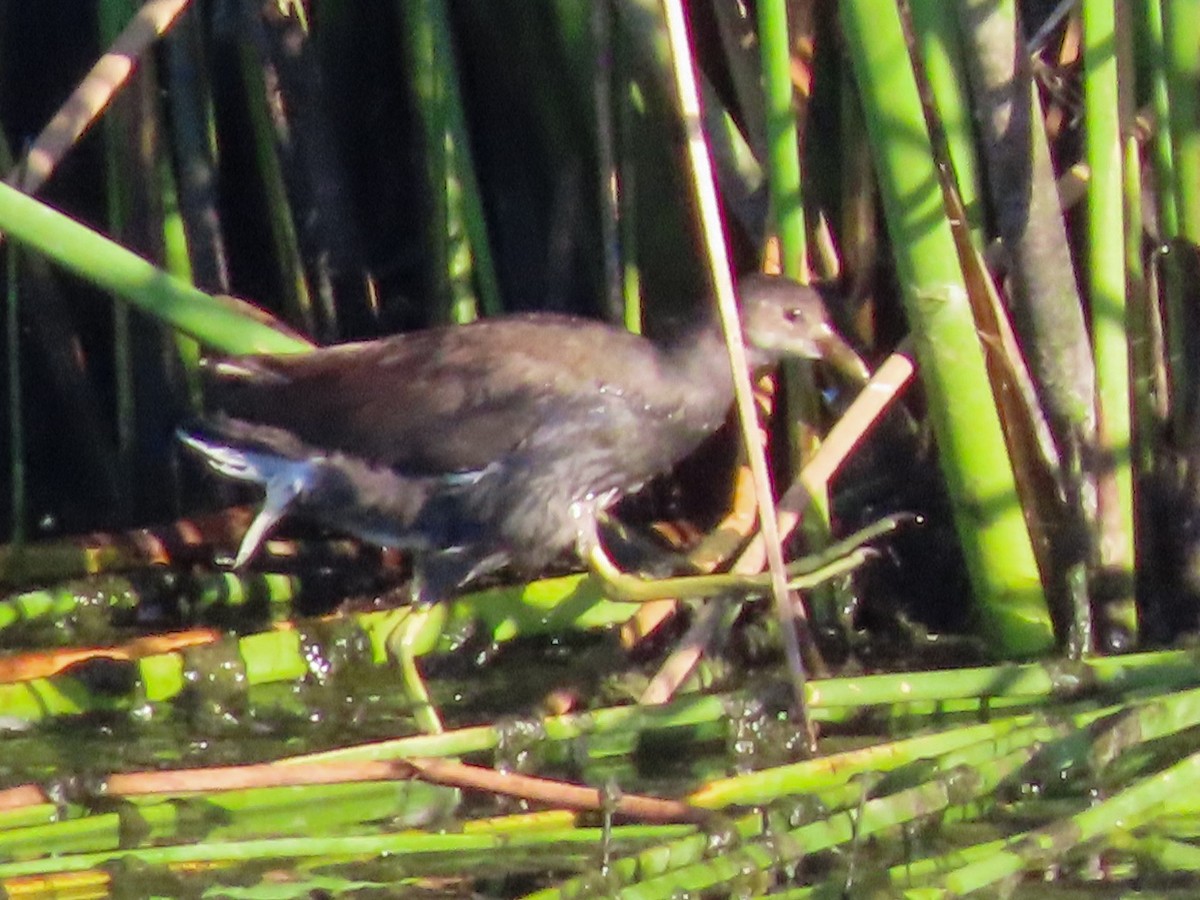 Common Gallinule - ML623564426