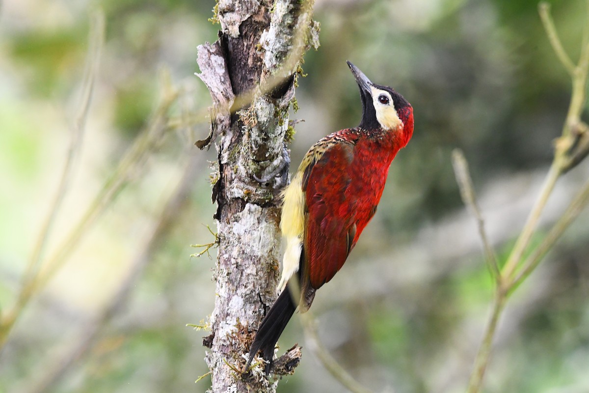 Crimson-mantled Woodpecker - ML623564431