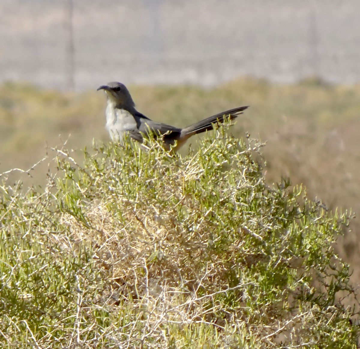 LeConte's Thrasher - ML623564434