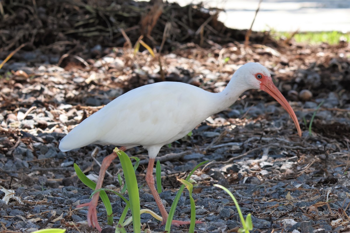 White Ibis - ML623564443